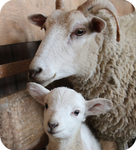 Küçük Baş Yemleri